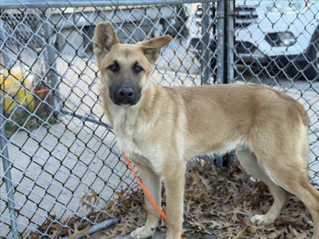 BEETHOVEN - German Shepherd Dog available for adoption