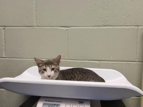BENJI - Domestic Short Hair available for adoption