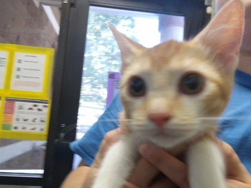 BUBBLE - Domestic Short Hair available for adoption