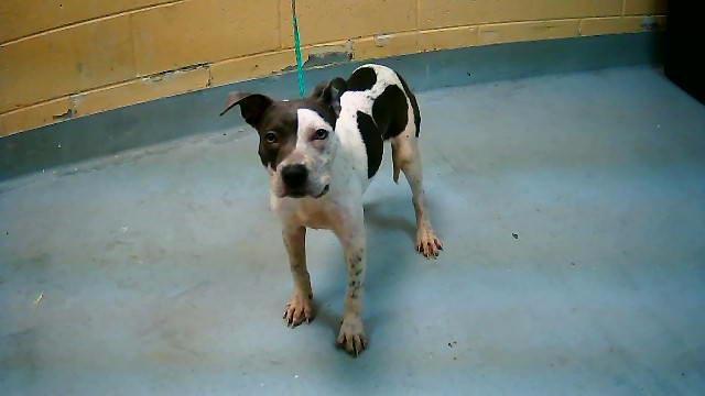 SLIDE - Pit Bull Terrier available for adoption