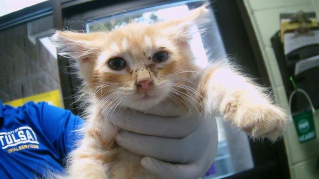 GINGER ALE - Domestic Medium Hair available for adoption