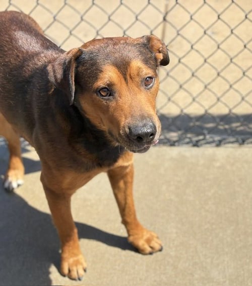 BROWNIE - Black Mouth Cur available for adoption