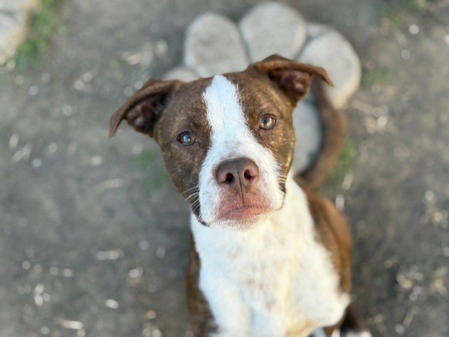 RICKY - Pit Bull Terrier available for adoption