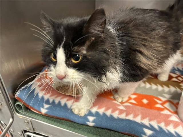 ARNO - Domestic Short Hair available for adoption