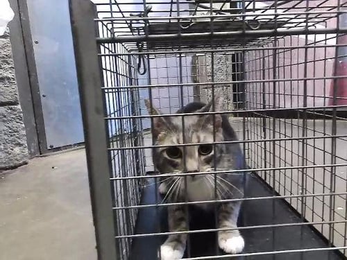 HEELS - Domestic Short Hair available for adoption