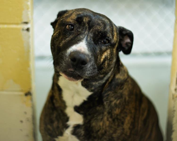 SPAZ - Pit Bull Terrier available for adoption