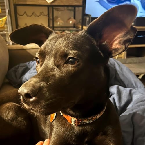 RAVEN - Pit Bull Terrier for adoption in Broken Arrow