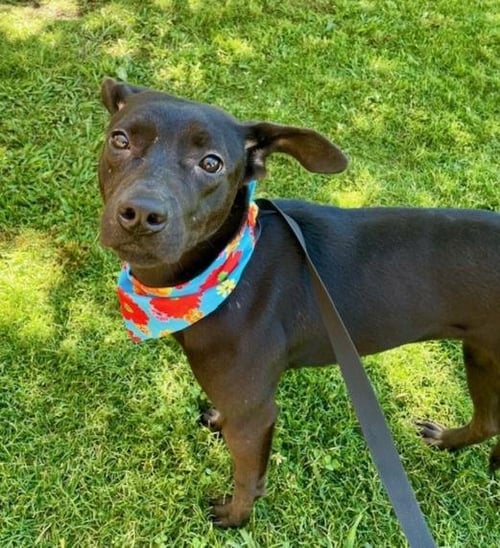 RAVEN - Pit Bull Terrier available for adoption