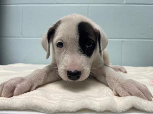 ANTEATER - Pit Bull Terrier available for adoption