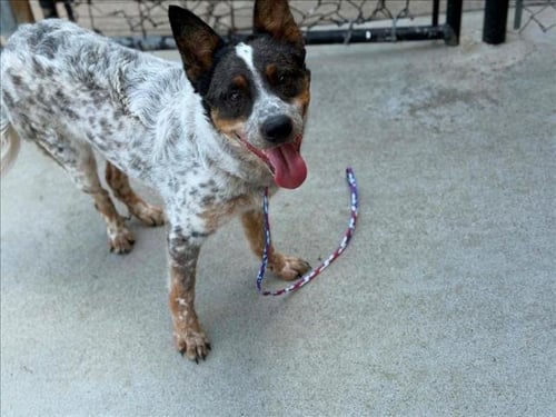 ANGUS - Australian Cattle Dog/Blue Heeler available for adoption