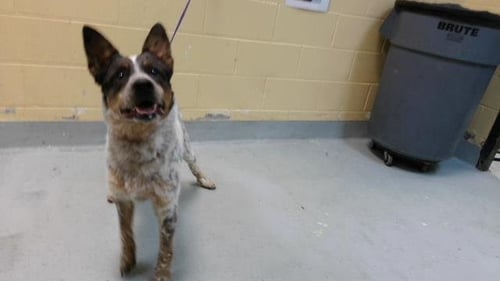 ANGUS - Australian Cattle Dog/Blue Heeler available for adoption
