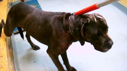 TOMMY - Cane Corso Mastiff available for adoption