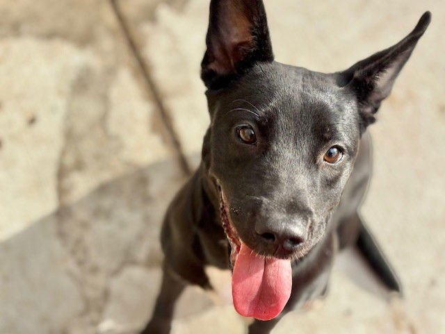 TINKER - Dutch Shepherd available for adoption