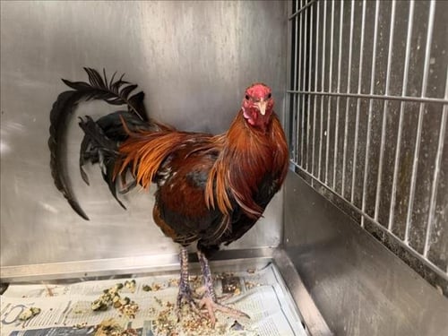 BALBOA - Chicken available for adoption