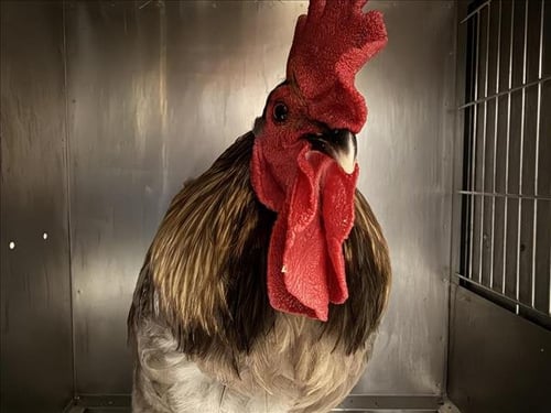 GORKY - Chicken available for adoption