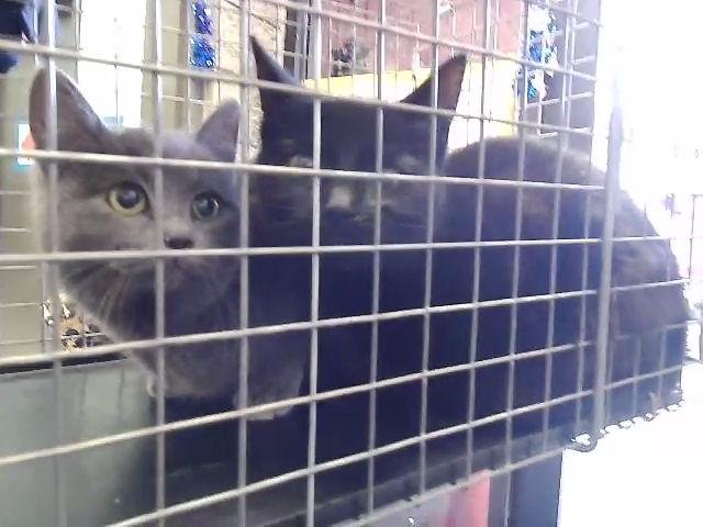 UKELELE - Domestic Short Hair available for adoption