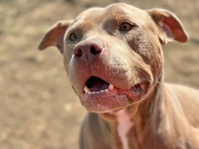 TURFF - Pit Bull Terrier available for adoption