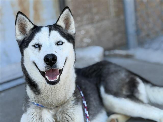 BERRY - Husky available for adoption