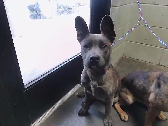 CALI - German Shepherd Dog available for adoption