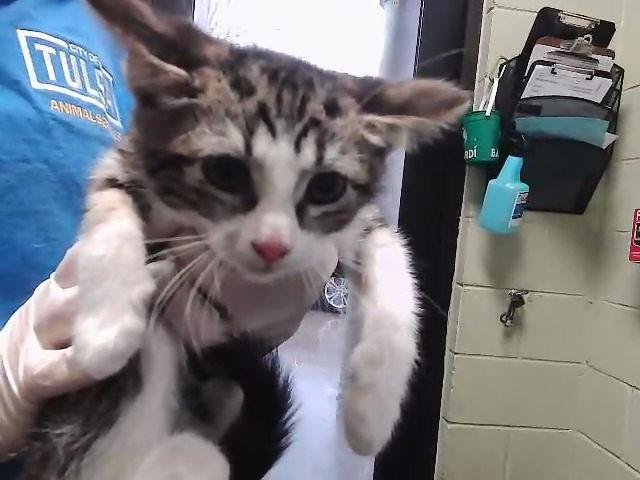 SHINE - Domestic Short Hair available for adoption