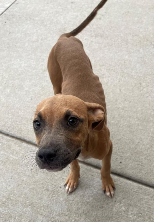 JOSIE - Pit Bull Terrier available for adoption
