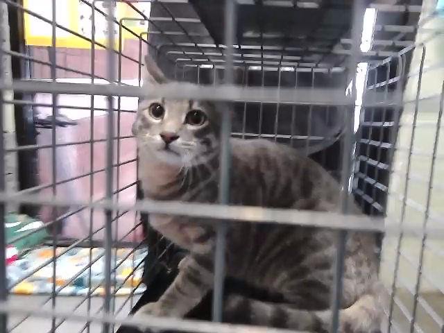 CLOVIS - Domestic Short Hair available for adoption