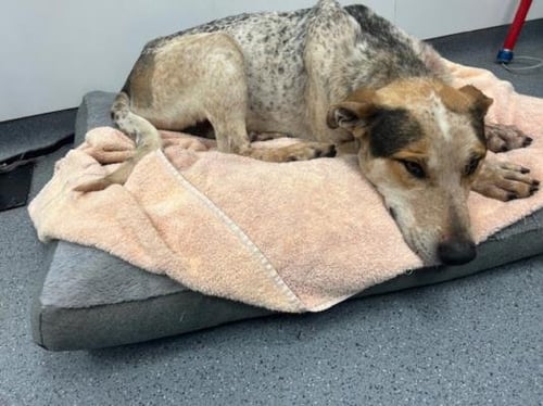 FARMBOI - Australian Cattle Dog/Blue Heeler / American Pit Bull Terrier available for adoption