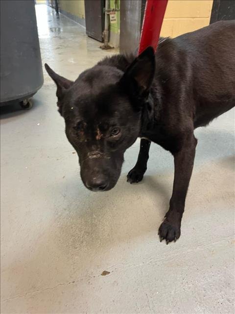 JOAN OF BARC - Labrador Retriever / Schipperke available for adoption