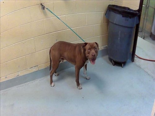 MR. SOCKS (BEAR) - Pit Bull Terrier available for adoption