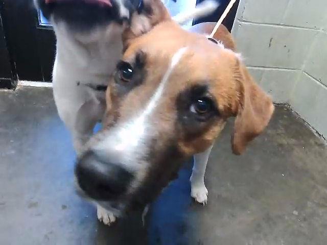 TRAK - Beagle available for adoption