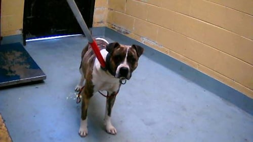 DEB - Pit Bull Terrier available for adoption