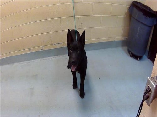 KHAN - Dutch Shepherd available for adoption