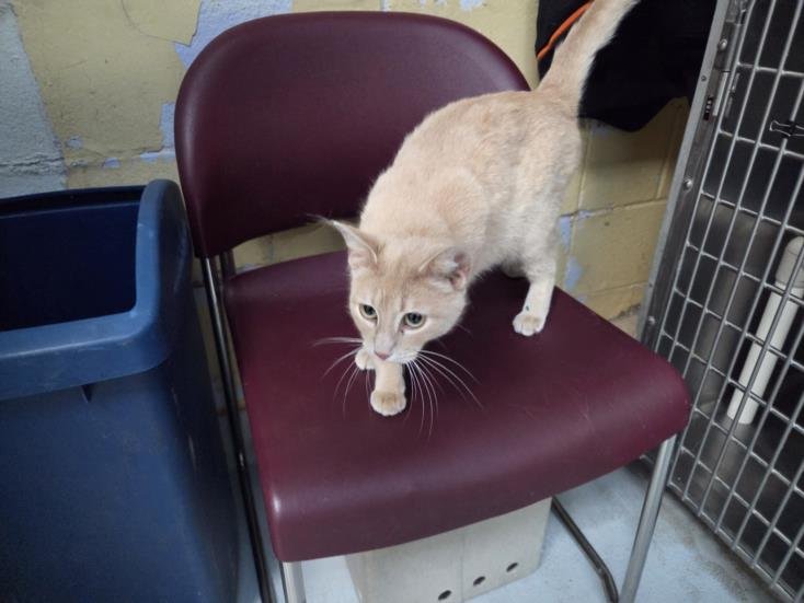 DAFFODIL - Domestic Short Hair available for adoption