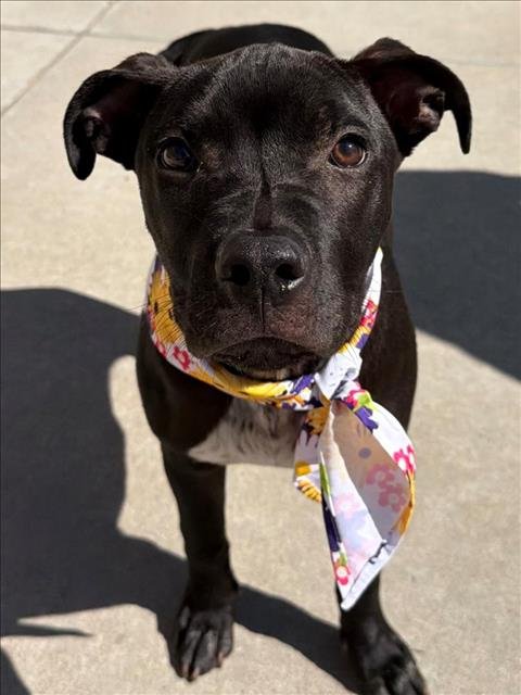 ROBERTO - Pit Bull Terrier available for adoption