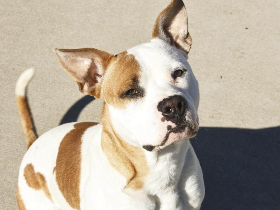 SHELDON - Pit Bull Terrier available for adoption