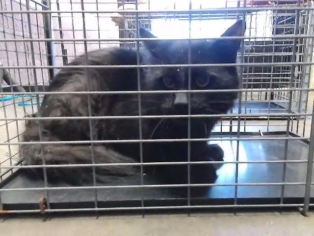 BATMAN - Domestic Short Hair available for adoption