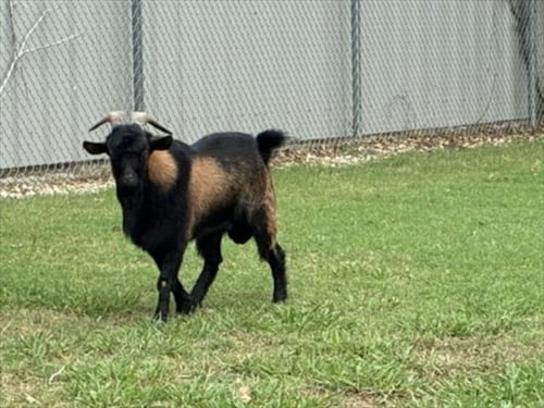 PARKER - Goat available for adoption