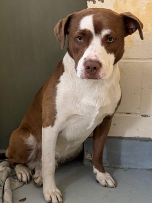 COMPA - Labrador Retriever available for adoption
