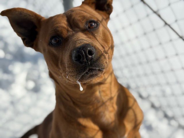 SHAKIRA - Pit Bull Terrier available for adoption