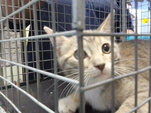 DOROTHY ANN - Domestic Short Hair available for adoption