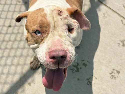 ROUGE - Pit Bull Terrier available for adoption