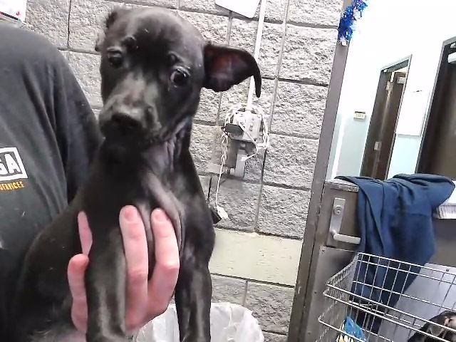 ALDI - Rat Terrier available for adoption