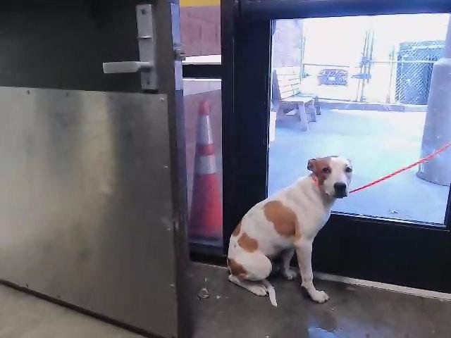 CODY - Treeing Walker Coonhound available for adoption