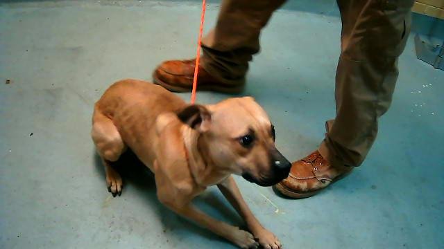 GAMORA - Pit Bull Terrier available for adoption