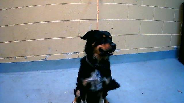 TEDDY - Australian Cattle Dog/Blue Heeler / Rottweiler available for adoption