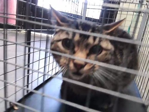 CAT BABY - Domestic Short Hair available for adoption