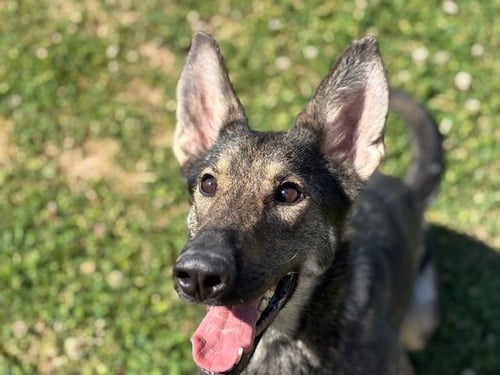 ISIS - German Shepherd Dog available for adoption