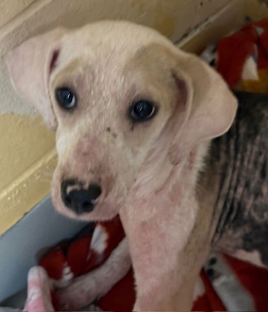 LEIA - Pit Bull Terrier available for adoption