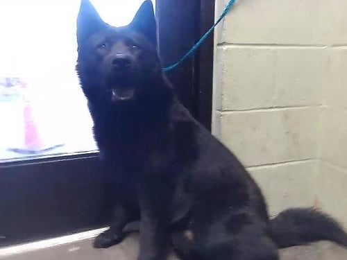 SHERIFF - Chow Chow available for adoption