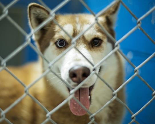 YUJIRO - Husky available for adoption